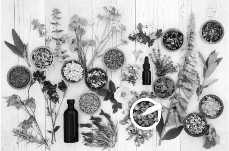 Utiliser les plantes sauvages dans ma pratique - Formation intensive