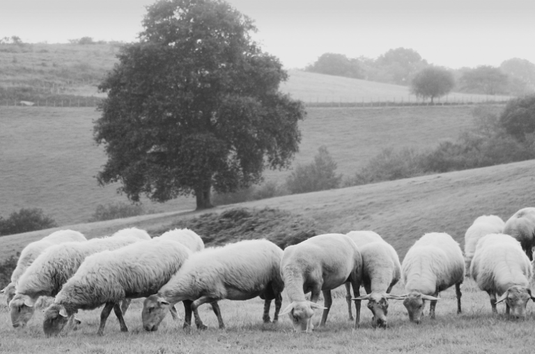 Formation pour comprendre ce qui constitue un produit dit « de terroir » en général, et le patrimoine agricole du Pays basque en particulier.